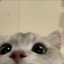成员