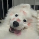 成员
